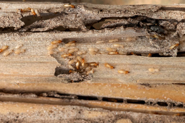 Best Flea Control Services  in Fairland, OK